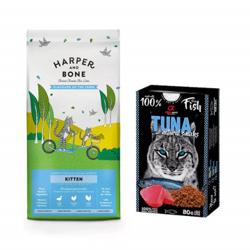 Harper and Bone Cat Kitten...