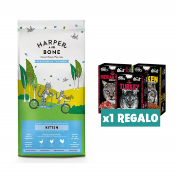 Harper and Bone Cat Kitten...