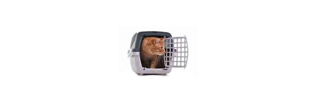 Transportadora gato