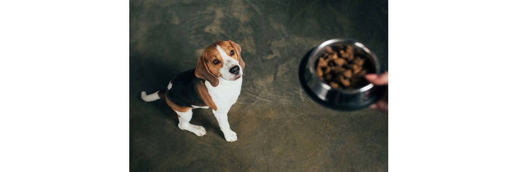 Ração veterinária para cães