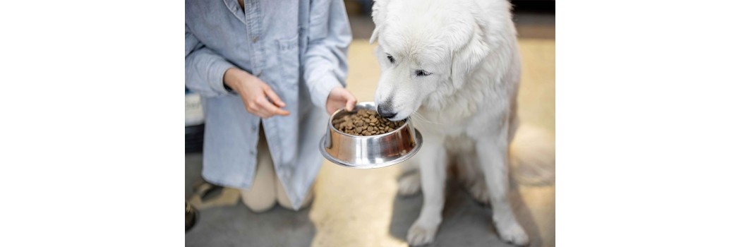 Ração para cão sem cereais