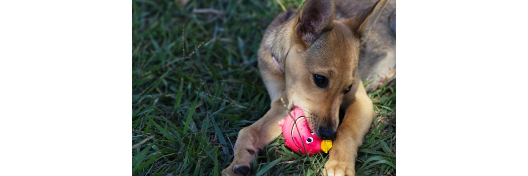 Brinquedo para cachorros