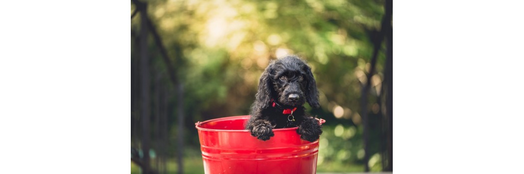 Produtos de higiene e saúde para cachorros