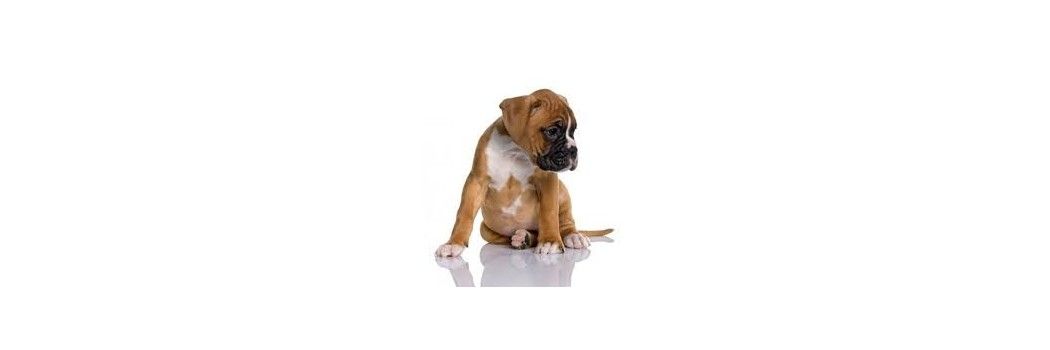 Rações para Filhotes de cães